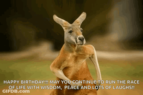Kangaroo Happy Birthday Wishes GIF