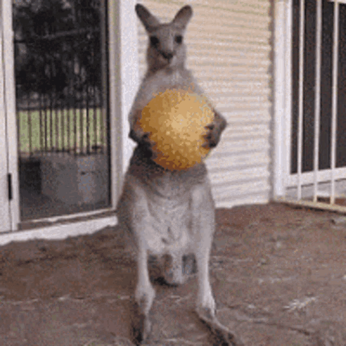 Kangaroo Hold Up Wait GIF