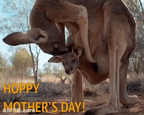 Kangaroo Holding Baby Kangaroo Hoppy Mother Day GIF
