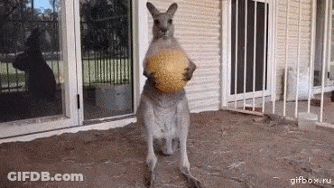 Kangaroo Holding Ball In Pouch GIF