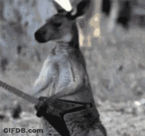 Kangaroo Holding Guitar In Pouch GIF