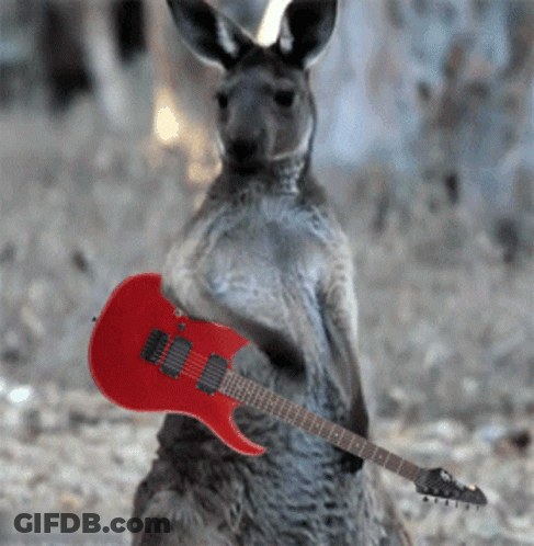 Kangaroo Holding Red Electric Guitar GIF