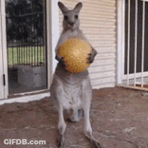 Kangaroo Holding Yellow Ball GIF