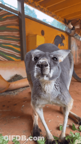 Kangaroo In Front Of Yellow Wall GIF