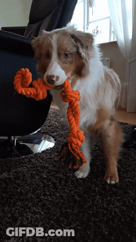 Kangaroo In Front Of Yellow Wall GIF