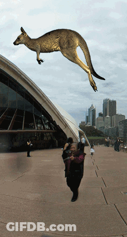 Kangaroo Jumping Above Man GIF