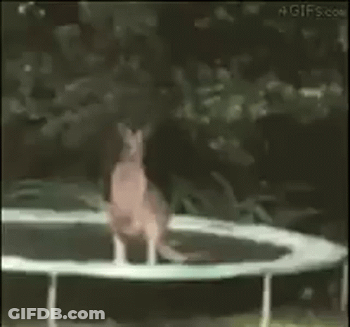 Kangaroo Jumping On Trampoline GIF