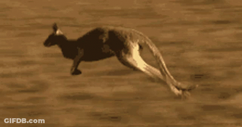 Kangaroo Jumping GIF