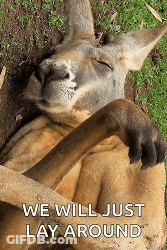 Kangaroo Laying On Back Saying We Will Just Lay Around GIF