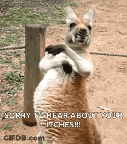 Kangaroo Laying Saying We Will Just Lay Around GIF