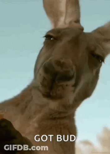 Kangaroo Looking At Camera Got Bud GIF