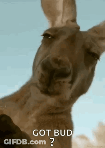 Kangaroo Looking At Camera Saying Got Bud GIF