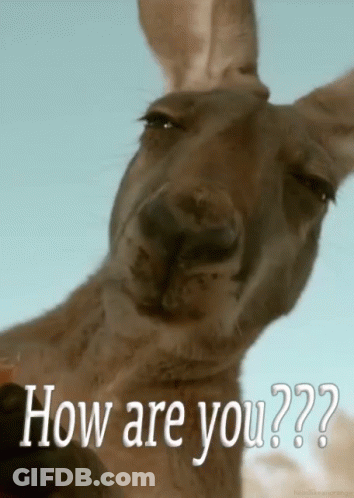 Kangaroo Looking At Camera Saying How Are You GIF