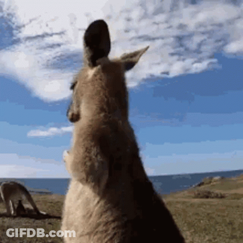 Kangaroo Looking At Ocean GIF