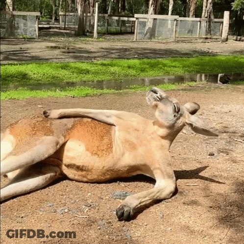 Kangaroo Lying On Back On Ground GIF
