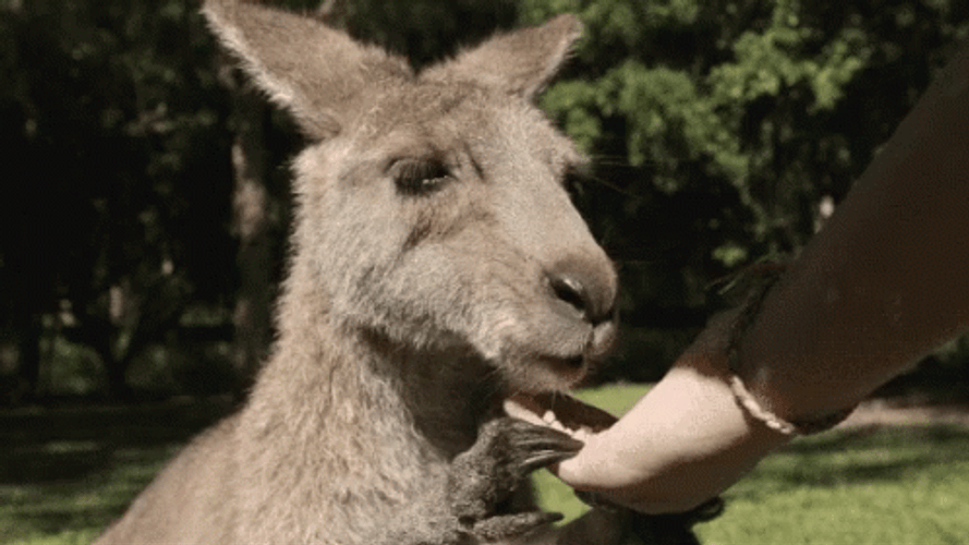 Kangaroo Nom Nom Eating GIF