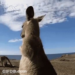 Kangaroo On Hind Legs Looking Up GIF