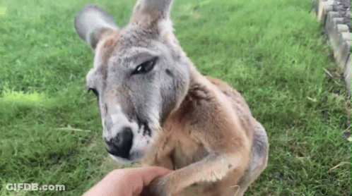 Kangaroo Petting Person's Hand GIF