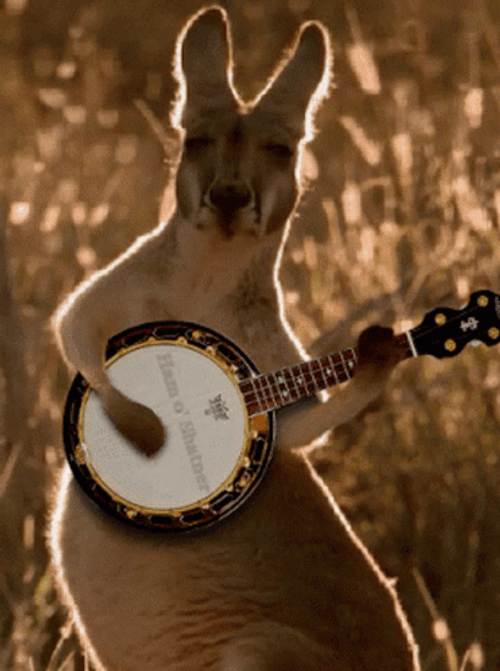Kangaroo Playing Banjo GIF