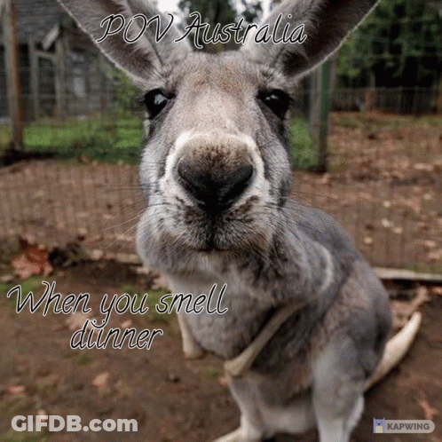 Kangaroo Pov Australia When You Smell Dinner GIF