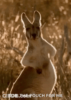 Kangaroo Rub The Pouch For Me GIF