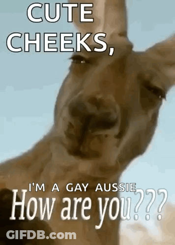 Kangaroo Saying Cute Cheeks I'm A Gay Aussie How Are You GIF