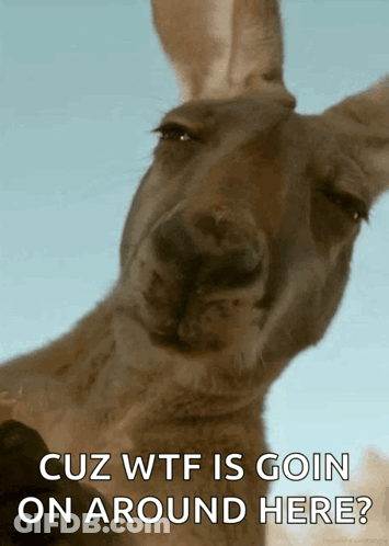 Kangaroo Saying Cuz WTF Is Goin On Around Here GIF