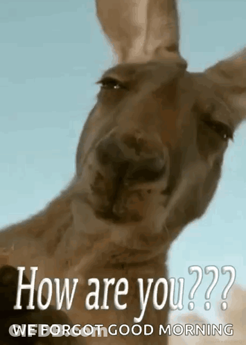 Kangaroo Saying How Are You We Forgot Good Morning GIF