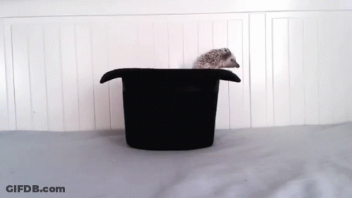 Kangaroo Saying Post This Wallaby GIF