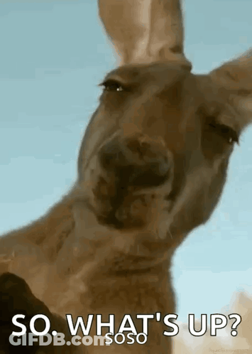 Kangaroo Saying So What's Up GIF