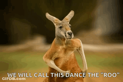 Kangaroo Saying We Will Call This Dance The Roo GIF