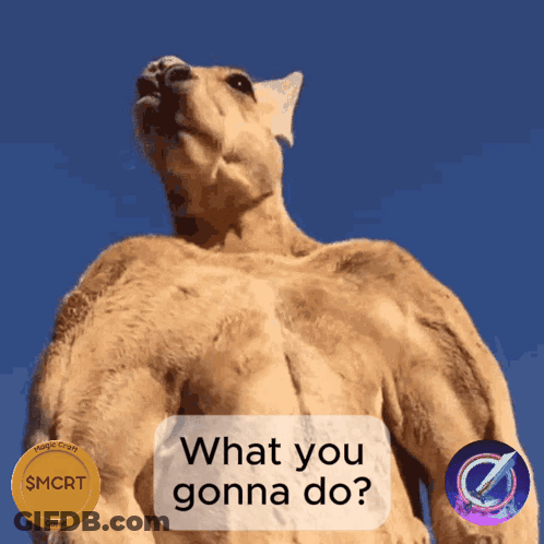 Kangaroo Saying What You Gonna Do GIF