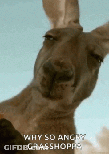 Kangaroo Says Why So Angry Grasshoppa GIF