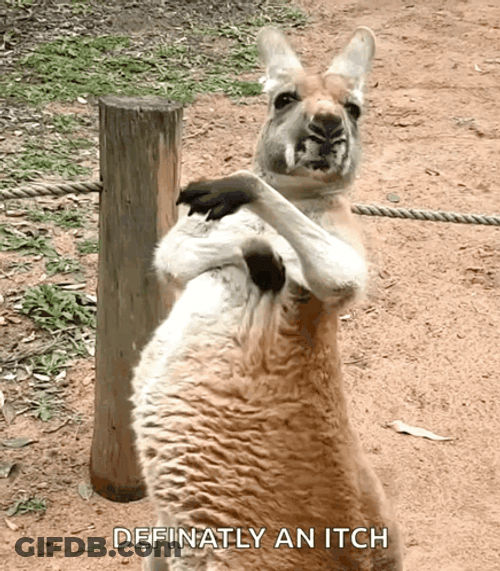 Kangaroo Scratches Itchy Sides GIF