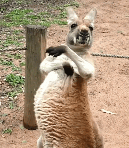 Kangaroo Scratching Itch GIF