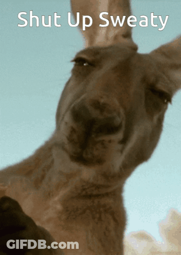 Kangaroo Shut Up Sweaty GIF