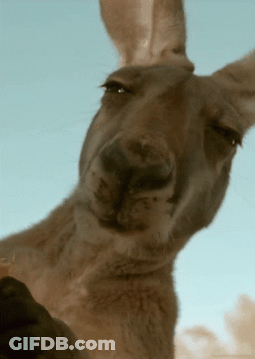 Kangaroo Squint Eyes GIF
