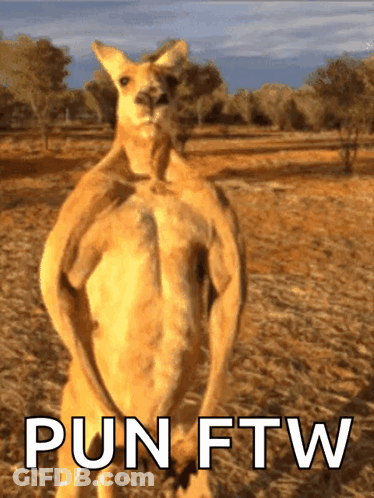 Kangaroo Standing In Field Pun FTW GIF