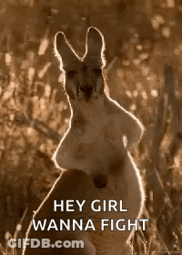 Kangaroo Standing In Grass Saying Hey Girl Wanna Fight GIF