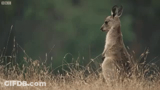 Kangaroo Standing In Tall Grass GIF