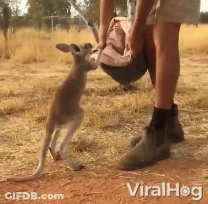 Kangaroo Standing Next To Man In Field Viralhog GIF