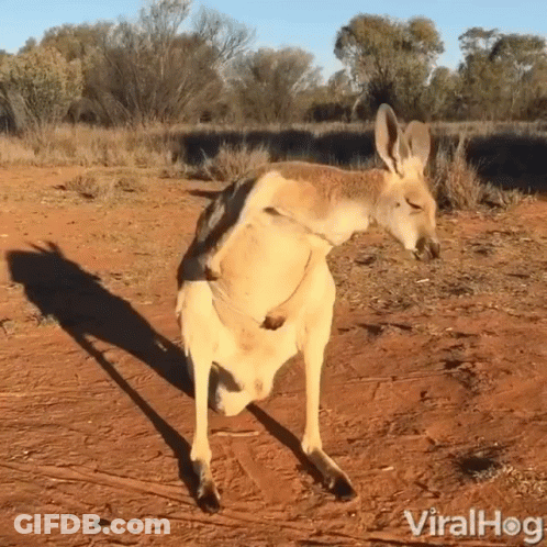 Kangaroo Standing On Dirt Road GIF