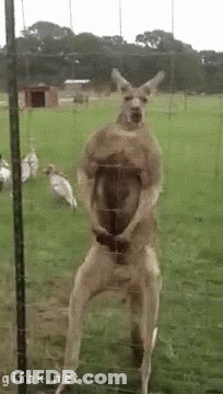 Kangaroo Standing On Hind Legs Behind Glass Fence GIF