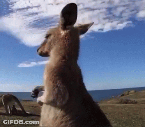 Kangaroo Standing On Hind Legs Looking At Camera GIF