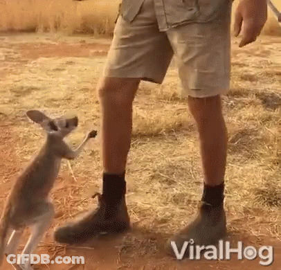 Kangaroo Standing On Hind Legs Next To Person's Leg GIF