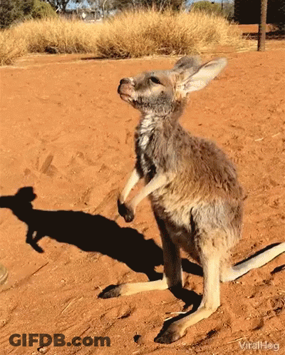 Kangaroo Standing On Hind Legs On Dirt Field GIF