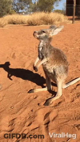Kangaroo Standing On Hind Legs With Viralhog GIF