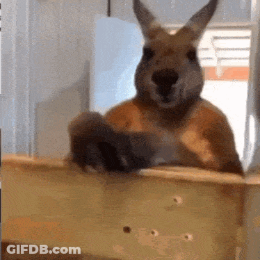 Kangaroo Standing With Paws Up At Window GIF
