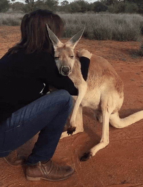 Kangaroo Sweet Hug GIF
