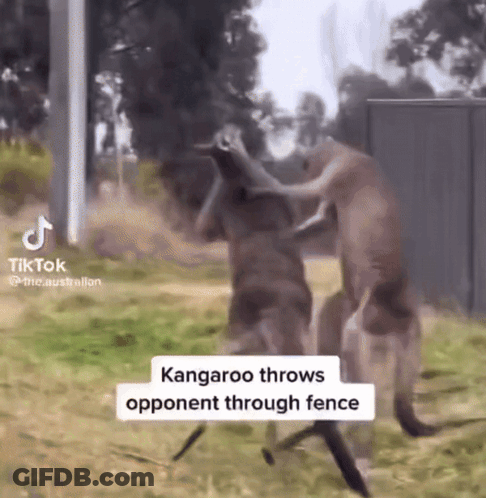Kangaroo Throwing Opponent Through Fence GIF